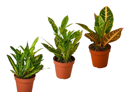 3 Croton Variety Pack / 4" Pot / Live Plant / House Plant