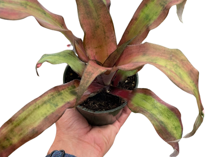 Cryptanthus 'Calypso'