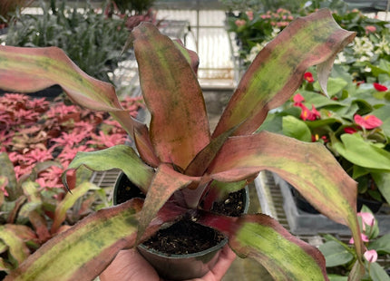 Cryptanthus 'Calypso'