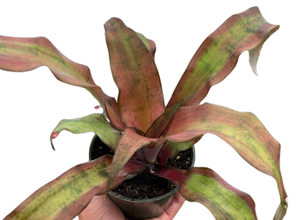 Cryptanthus 'Calypso'