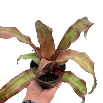 Cryptanthus 'Calypso'