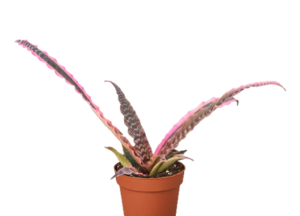 Cryptanthus 'Elaine'