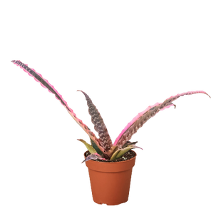 Cryptanthus 'Elaine'
