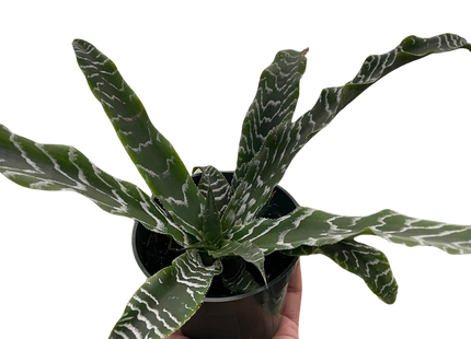 Cryptanthus 'Betty'