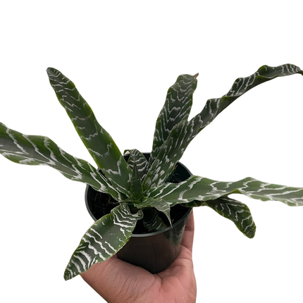 Cryptanthus 'Betty'