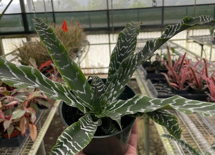 Cryptanthus 'Betty'