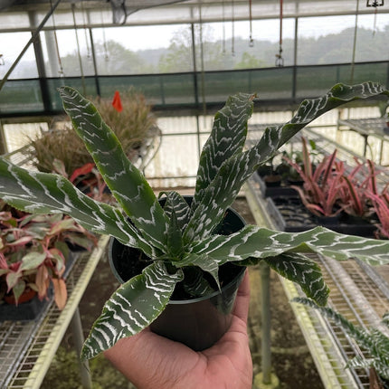 Cryptanthus 'Betty'
