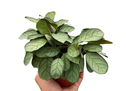 Ctenanthe burle-marxii 'Amagris'