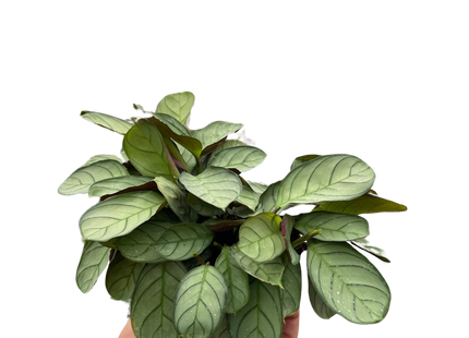 Ctenanthe burle-marxii 'Amagris'