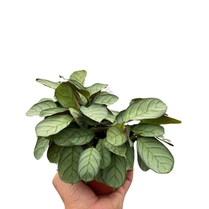 Ctenanthe burle-marxii 'Amagris'