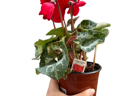 Cyclamen 'Red'
