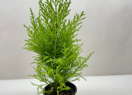 Cypress Lemon