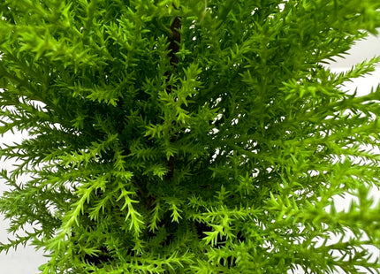 Cypress Lemon