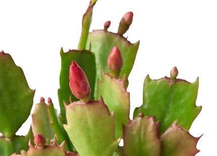 Zygocactus 'Christmas Cactus'