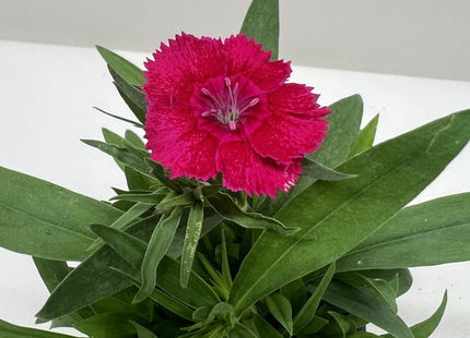 Dianthus
