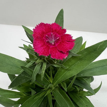 Dianthus