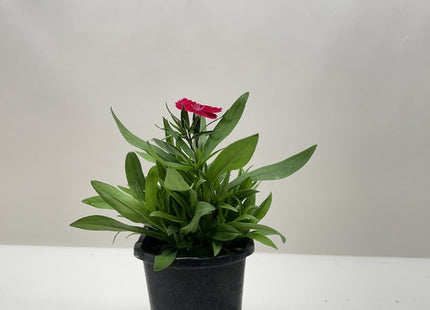 Dianthus