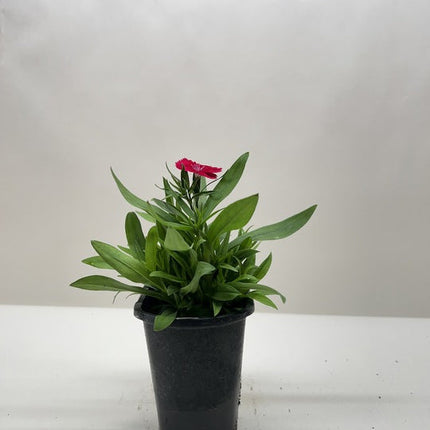 Dianthus