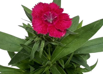 Dianthus