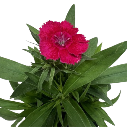 Dianthus