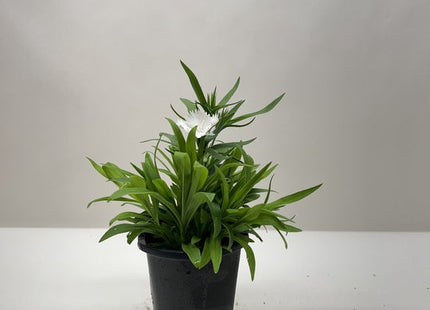 Dianthus