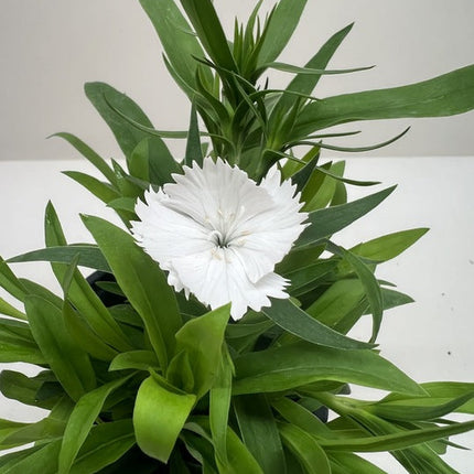 Dianthus