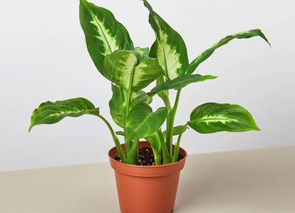 Dieffenbachia Camille