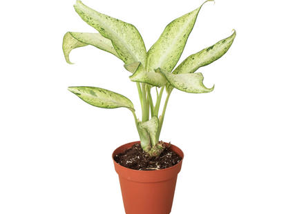 Dieffenbachia 'Camouflage'