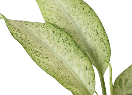 Dieffenbachia 'Camouflage'