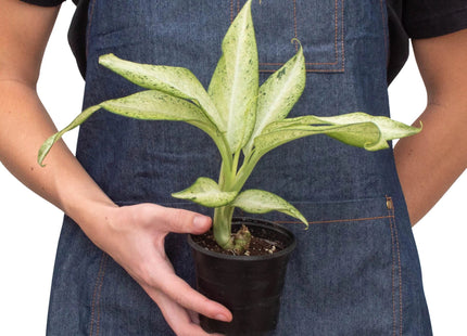 Dieffenbachia 'Camouflage'
