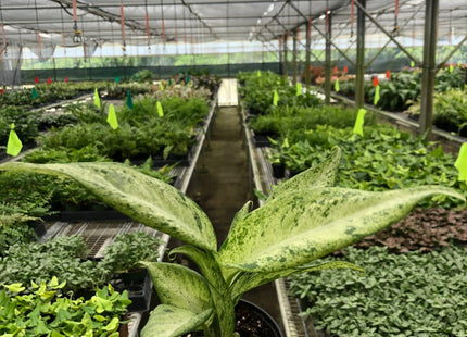Dieffenbachia 'Camouflage'