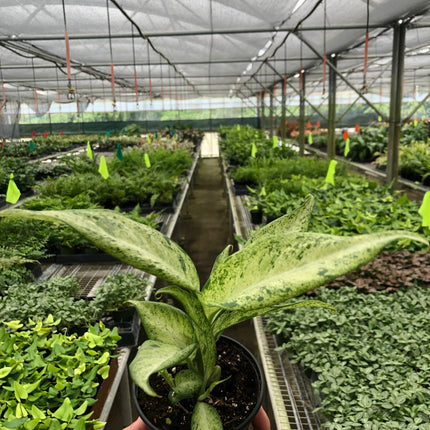 Dieffenbachia 'Camouflage'