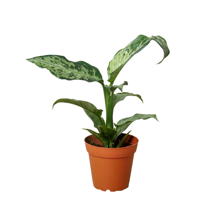 Dieffenbachia 'Memoria Corsii' | Live Plant for Indoor & Outdoor | House Plant Decor