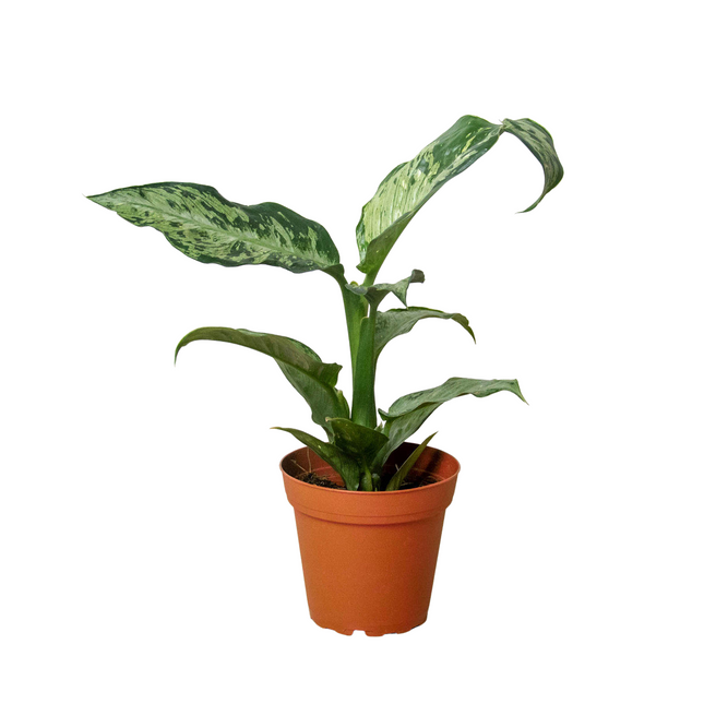 Dieffenbachia 'Memoria Corsii'