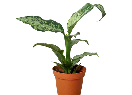 Dieffenbachia 'Memoria Corsii'