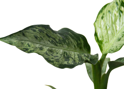 Dieffenbachia 'Memoria Corsii'