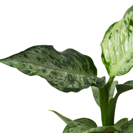 Dieffenbachia 'Memoria Corsii' | Live Plant for Indoor & Outdoor | House Plant Decor