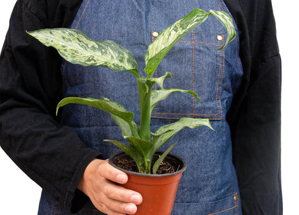 Dieffenbachia 'Memoria Corsii'