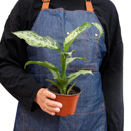 Dieffenbachia 'Memoria Corsii' | Live Plant for Indoor & Outdoor | House Plant Decor