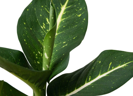 Dieffenbachia Oerstedii