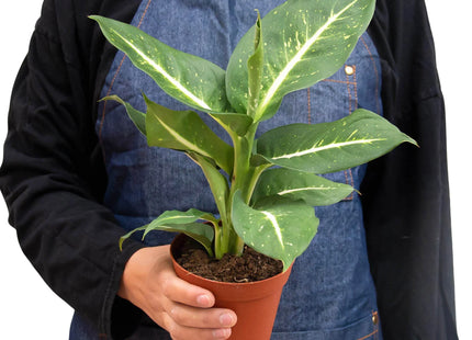 Dieffenbachia Oerstedii