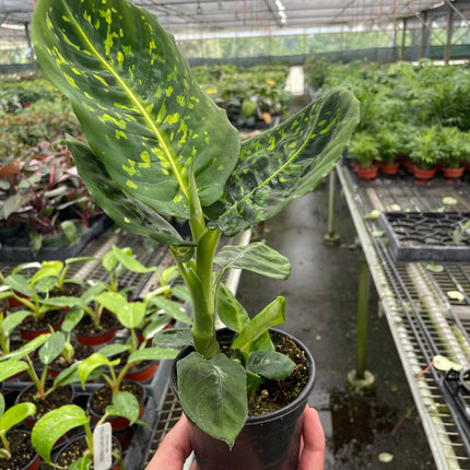 Dieffenbachia 'Reflector'