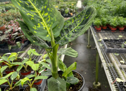 Dieffenbachia 'Reflector'