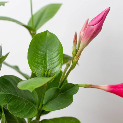 Dipladenia Premier Hot Pink | Live Plant for Indoor & Outdoor | House Plant Decor