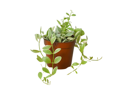 Succulent Dischidia Cascade