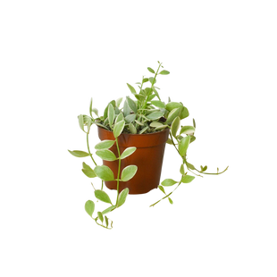 Succulent Dischidia Cascade