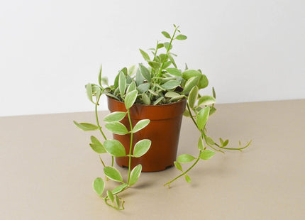 Succulent Dischidia Cascade