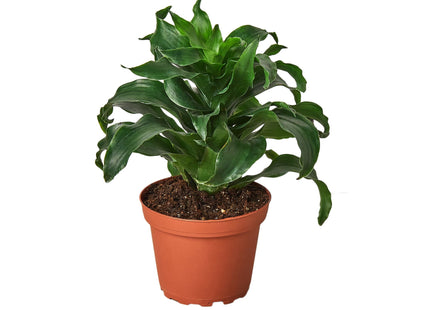 Dracaena 'Dragon Tree Twister' - 4" Pot
