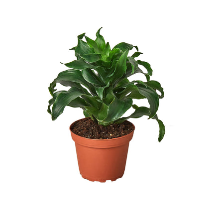Dracaena 'Dragon Tree Twister' - 4" Pot | Live Plant for Indoor & Outdoor | House Plant Decor