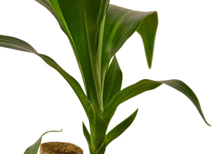 Dracaena Elegance